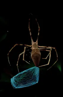 Casting: Rufous net-casting spider - female finishing the