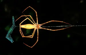 Casting: Rufous net-casting spider - female making net
