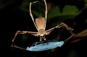 Folded: Rufous net-casting spider - female with net folded