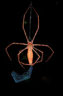 Casting: Rufous net-casting spider - female starting to