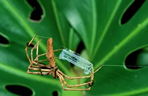 Casting: Rufous net-casting spider - female starting net