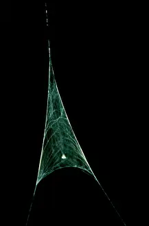Casting: Rufous net-casting spider - male spiderIs sperm