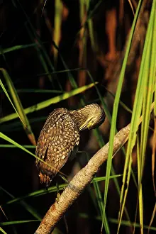 Caledonicus: Rufous Night Heron - juvenile preening