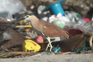 Keeling: Rufous Night Heron / Nankeen Night Heron - adult