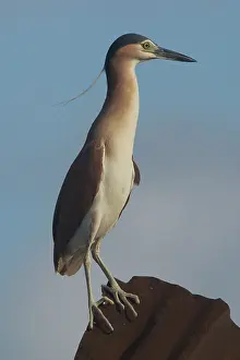 Keeling: Rufous Night Heron / Nankeen Night Heron - Adult