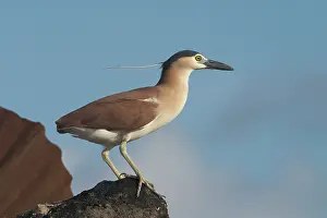 Keeling: Rufous Night Heron / Nankeen Night Heron - Adult