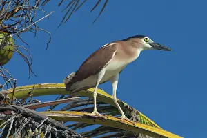 Keeling: Rufous Night Heron / Nankeen Night Heron - Adult