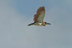 Keeling: Rufous Night Heron / Nankeen Night Heron - in flight
