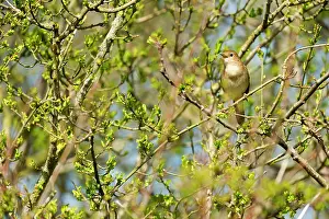 Nightingale: Rufous Nightingale (Luscinia megarhynchos) singing