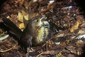 Rufescens: Rufous Scrub Bird