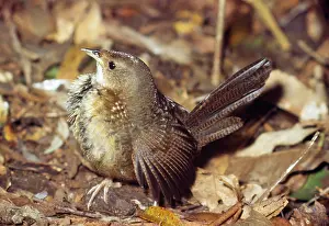 Scrub: RUFOUS SCRUB BIRD / Rufous-Scrub bird