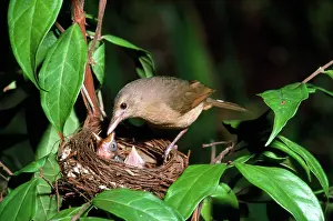 Colluricincla: Rufous Shrike-thrush - adult at nest with young