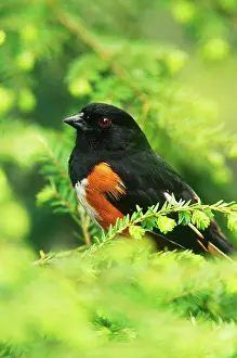 Sided: Rufous-sided Towhee