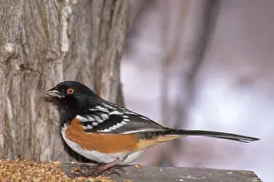 Tray: Rufous-sided Towhee