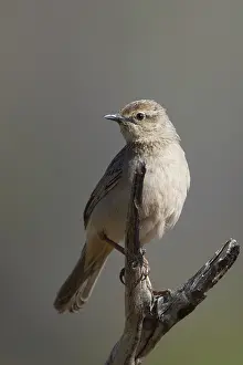 31517: Rufous Songlark perched on a branch Papunya Northern