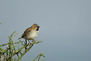 Nairobi: Rufous Sparrow