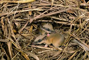 Bandicoot: Rufous Spiny Bandicoot - Young in nest