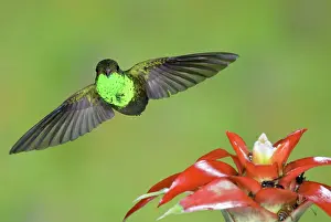 Ecuadoran: Rufous-tailed Hummer-Ecuador