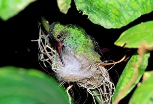 Amazilia: RUFOUS-TAILED HUMMINGBIRD
