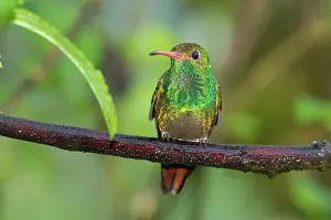 Amazilia: Rufous-tailed Hummingbird