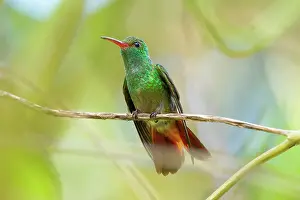 Tirimbina: Rufous-tailed Hummingbird