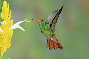 Tzacatl: Rufous-tailed Hummingbird