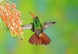 Tzacatl: Rufous-tailed Hummingbird