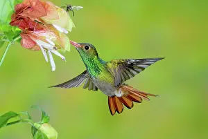 Tzacatl: Rufous-tailed Hummingbird