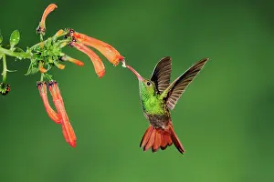 Amazilia: Rufous-tailed Hummingbird (Amazilia tzacatl), adult