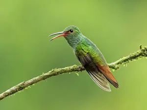 Opened: Rufous-tailed Hummingbird (Amazilia tzacatl), male, Panama