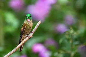 Amazilia: Rufous-tailed hummingbird (Amazilia tzacatl) male