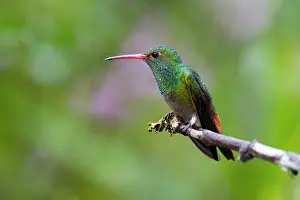 Amazilia: Rufous-tailed hummingbird (Amazilia tzacatl) male