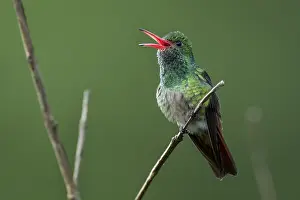 Amazilia: Rufous-tailed Hummingbird (Amazilia tzacatl) Tatama