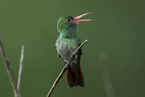 Amazilia: Rufous-tailed Hummingbird (Amazilia tzacatl) Tatama