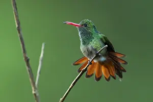 110119: Rufous-tailed Hummingbird (Amazilia tzacatl) Tatama