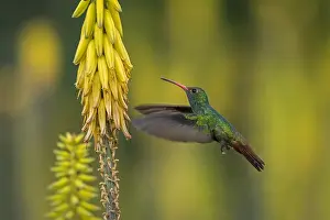 110119: Rufous-tailed Hummingbird (Amazilia tzacatl) Valle