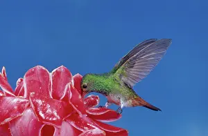 Pollinate: Rufous-tailed Hummingbird at flower