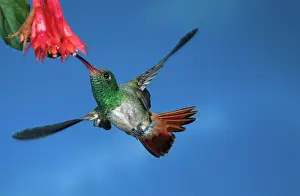 Pollinate: Rufous-tailed Hummingbird at flower
