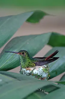 Amazilia: Rufous-tailed Hummingbird on nest