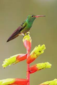 Ecuador: Rufous-tailed hummingbird perched on a heliconia