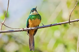 Animais: Rufous-tailed Jacamar