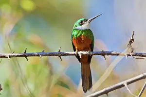 Animais: Rufous-tailed Jacamar