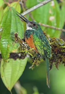 Found: Rufous-tailed jacamar Galbula ruficauda male Found i