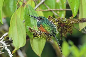 Found: Rufous-tailed jacamar Galbula ruficauda male Found i