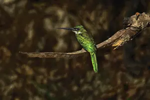 Pantanal: Rufous-tailed jacamar, Mato Grosso, Pantanal, Brazil, South