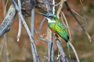Galbula: Rufous-tailed Jacamar Pantanal area Mato Grosso