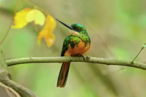 Jacamar: Rufous-tailed Jacamar, Pantanal Wetlands, Mato Grosso