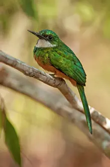 Galbula: Rufous-tailed Jacamar portrait perched on branch
