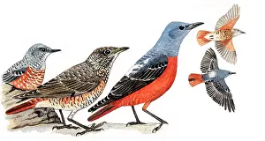 Monticola: Rufous-tailed Rock-Thrush