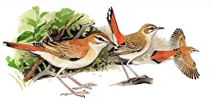 Scrub: Rufous-tailed Scrub-Robin